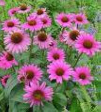  Echinacea Purpurea Extract